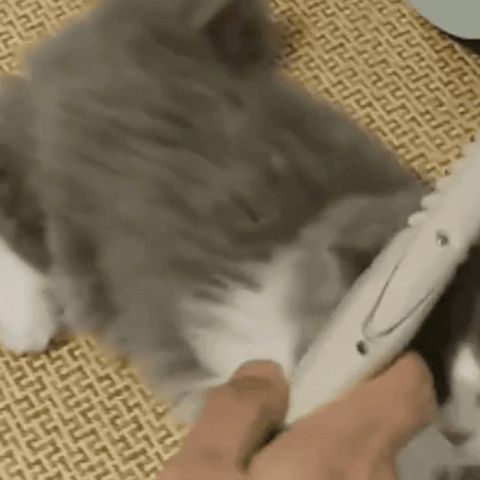 Pet dematting tool next to a pile of removed cat hair