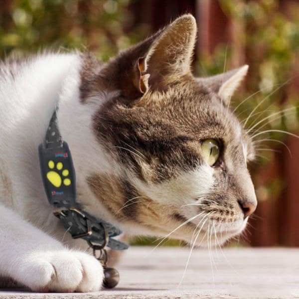 Cat GPS Tracker with Real Time Location and Rechargeable Battery, No Subscription, view 4