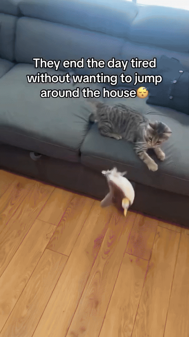 Interactive plush cat toy with its removable motor and USB cable